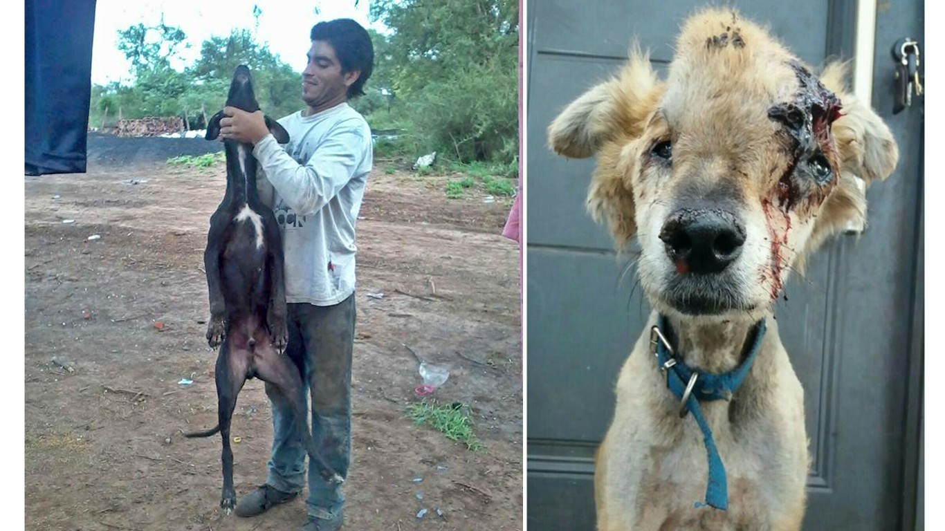 Punish proud father that abuses dogs for fun and poses for photos!