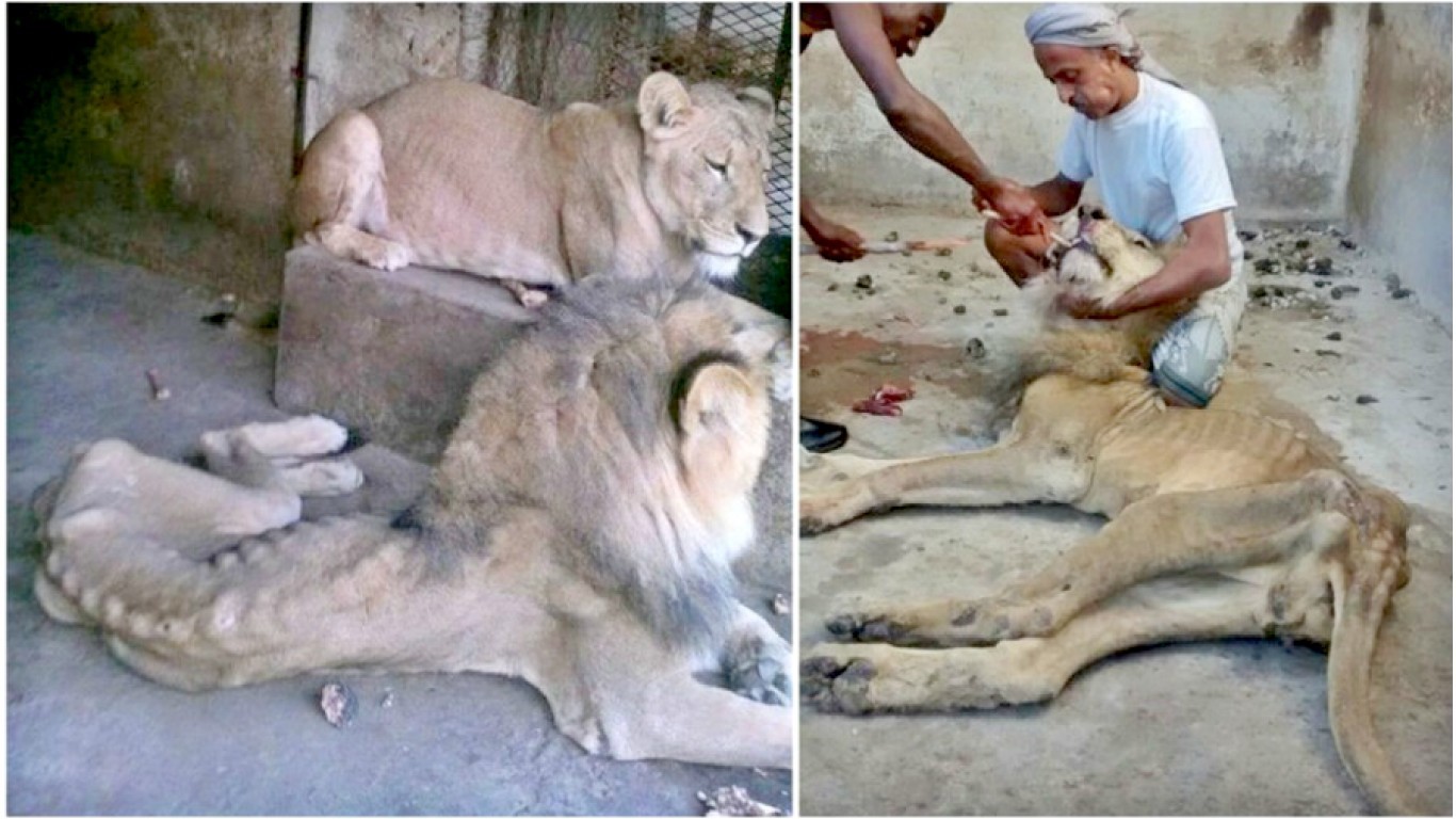 Save the lions left to starve for months at Taiz zoo!