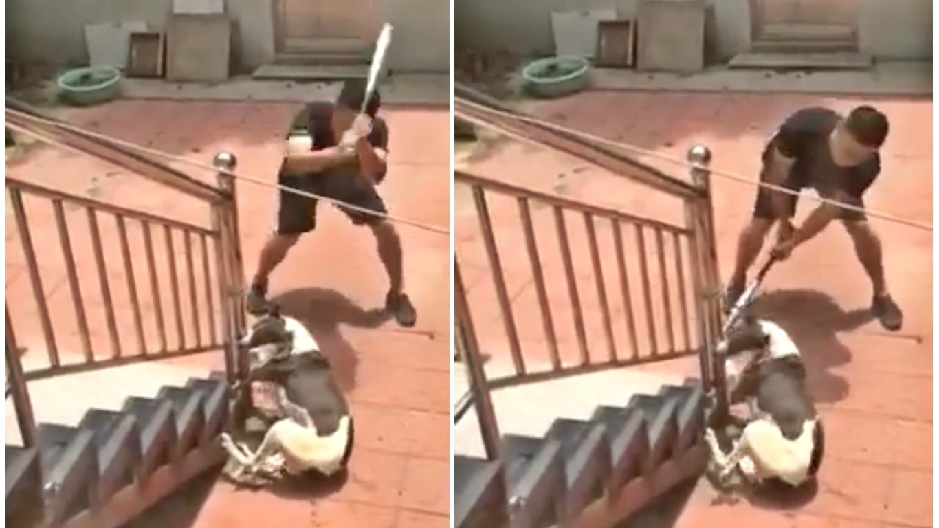 Punish coward who beat up dog with a baseball bat and laughed!