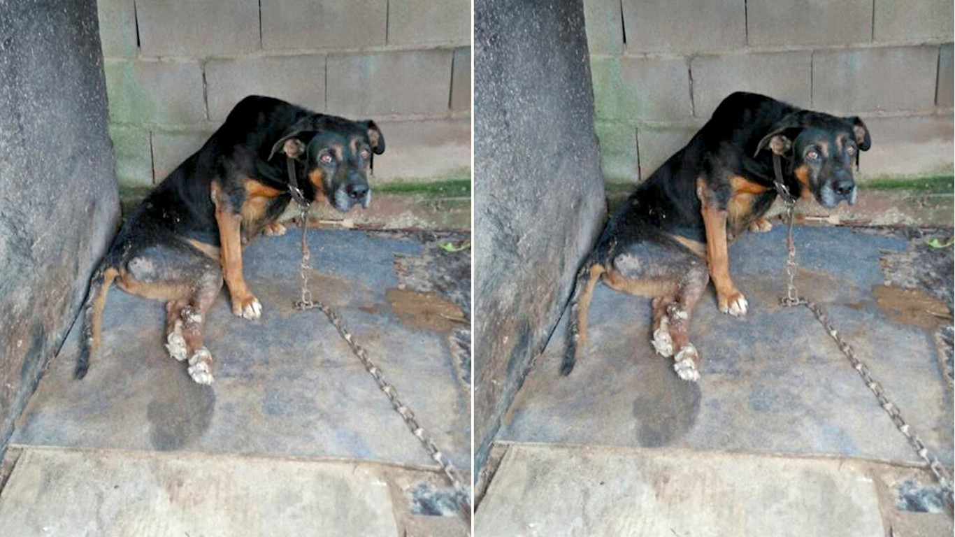 Help rescue dog chained for days outside without food and water!