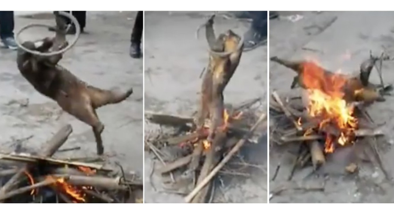 Justice for raccoon grilled alive by laughing people in China!