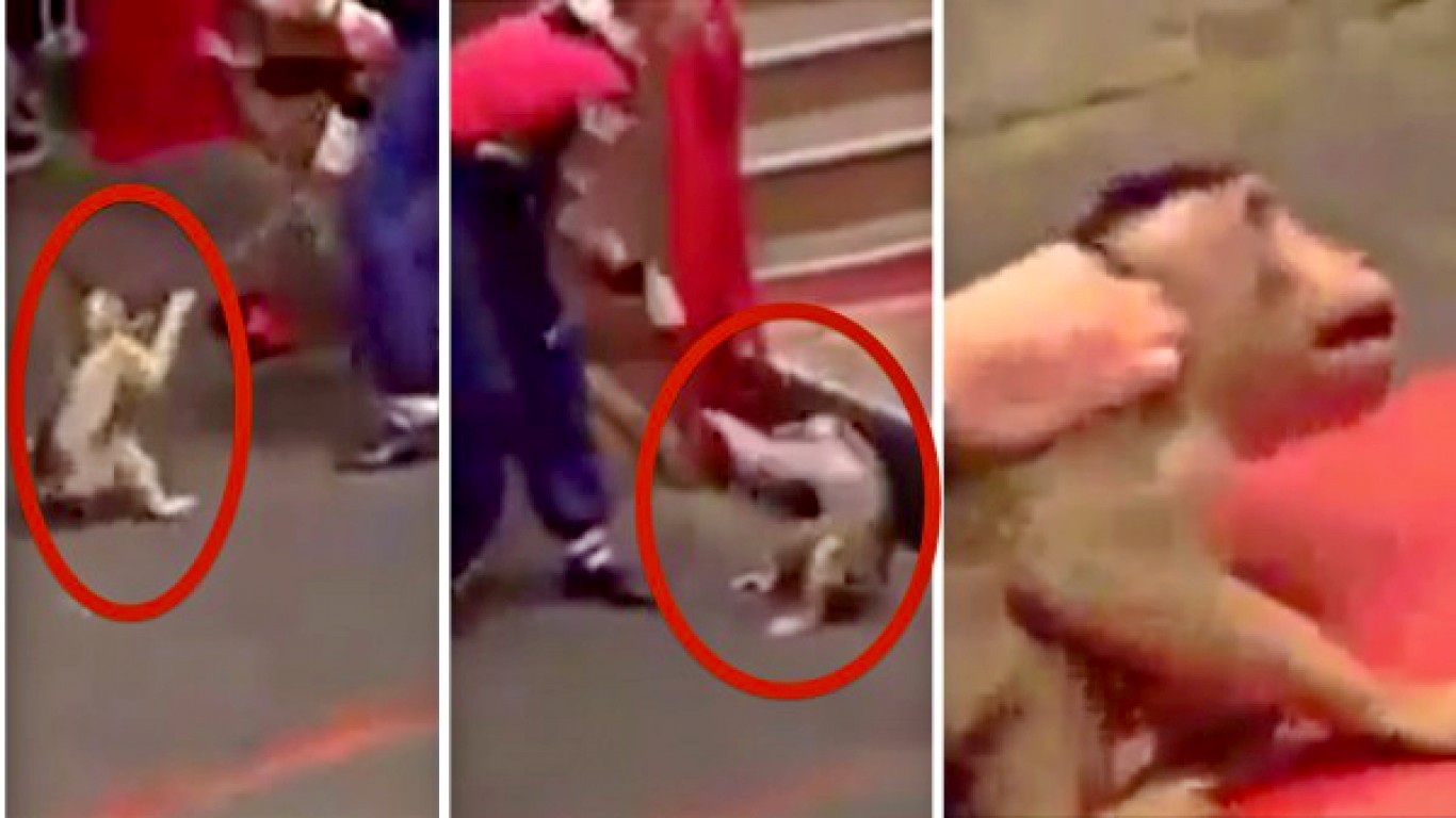 Justice for monkey repeatedly hit by handler at cruel circus!