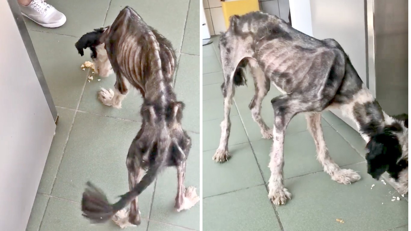 Justice for dog left without food and water for months!