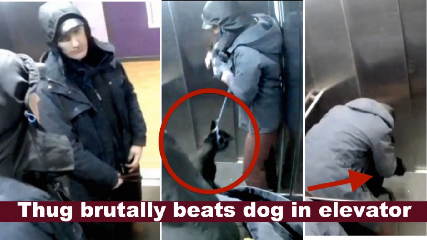 Full prosecution for thug that kicked and punched his dog in elevator!