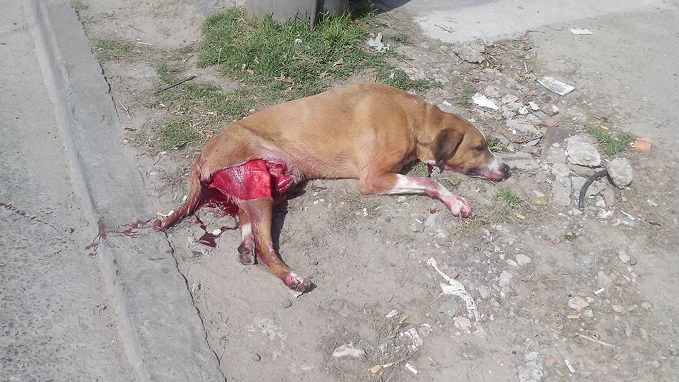 Justice for dog dragged behind vehicle for miles and left to die in the street!