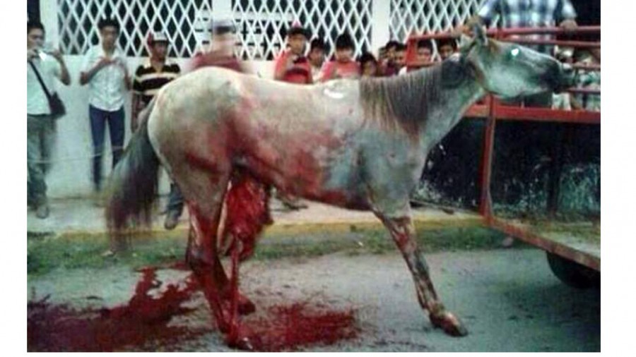 Stop festival where horses are cut open and left to die so people can be entertained!