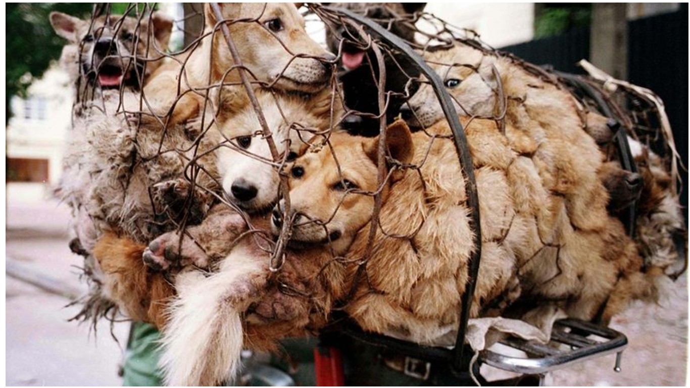 Help Shut Down Cruel Chinese Dog Meat Festival!