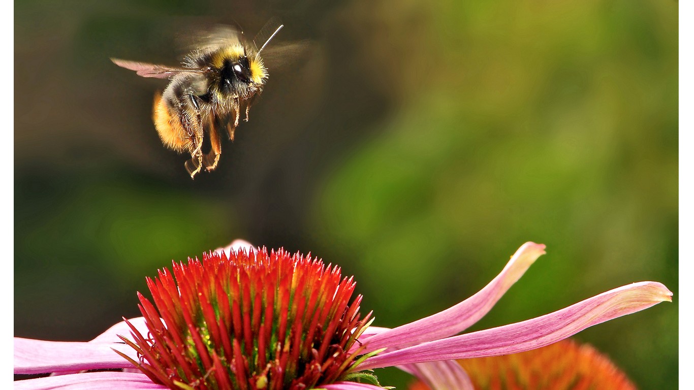 Replenish bee population and have save these beautiful creatures!