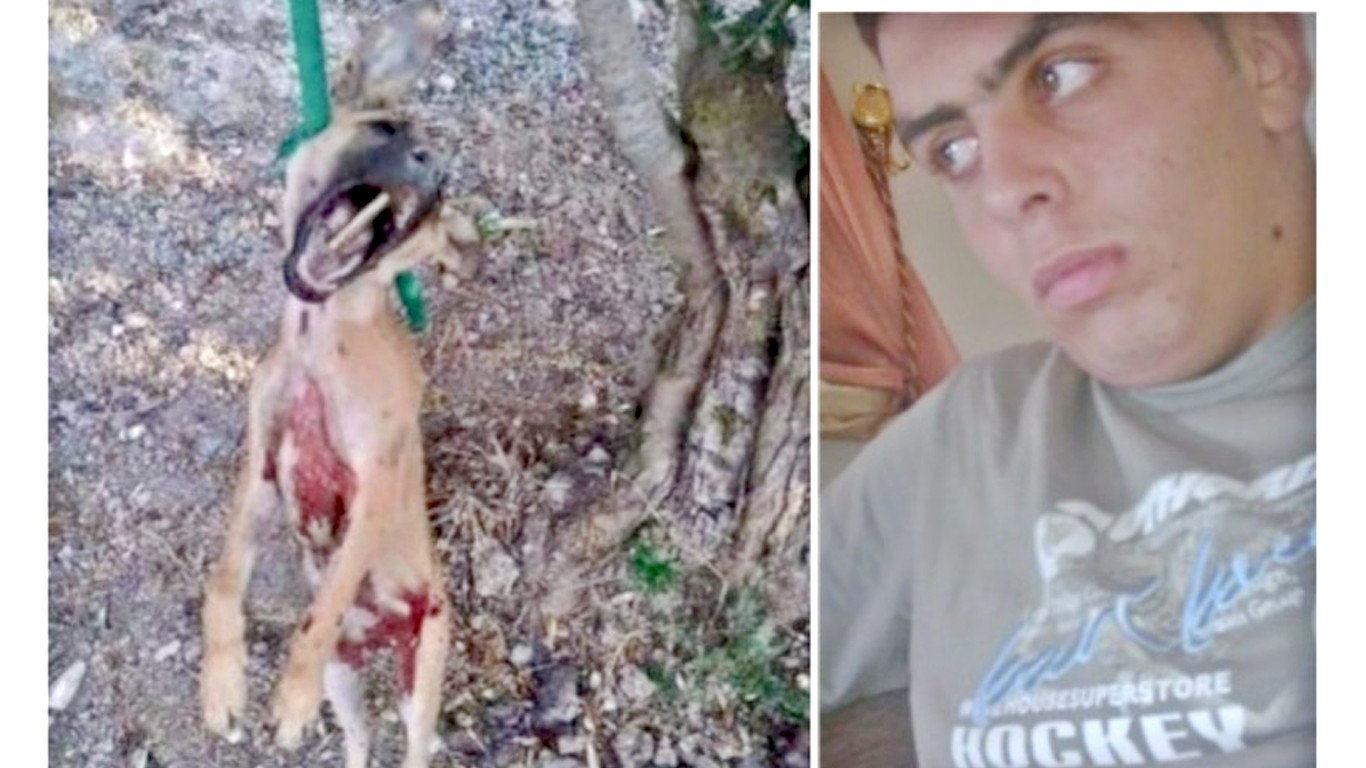 Punish man that beat harmless dog with stick!