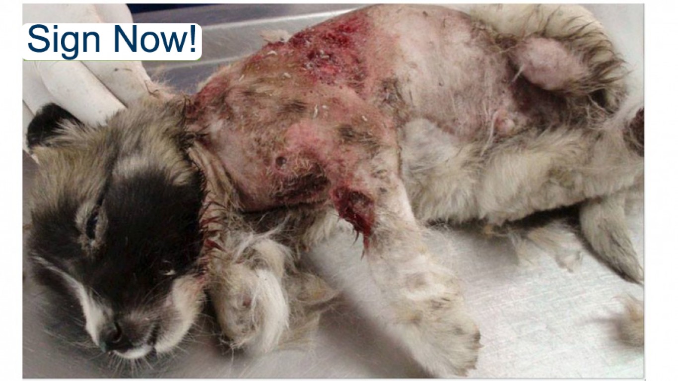 Justice For Kira â€“ puppy used as bait for dog fights!