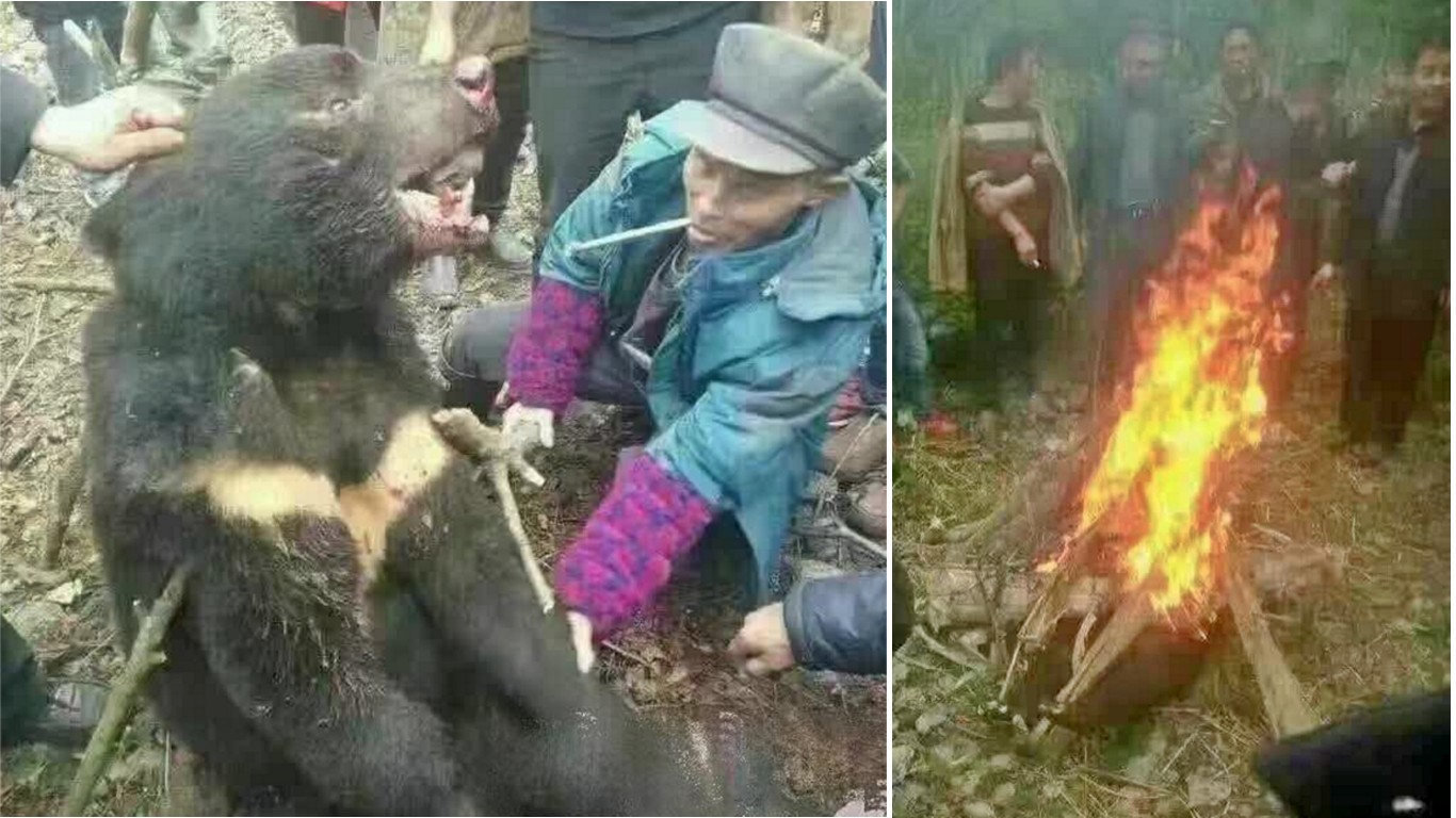 Justice for bear beaten and set on fire by cruel villagers!