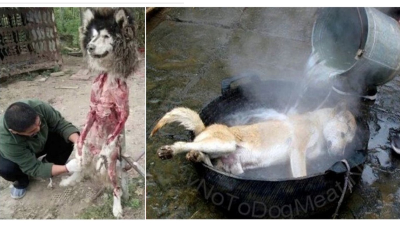 Yulin Dog Meat Festival starts in 3 days! 15, 000 dogs to be skinned and boiled alive â€“ act now!