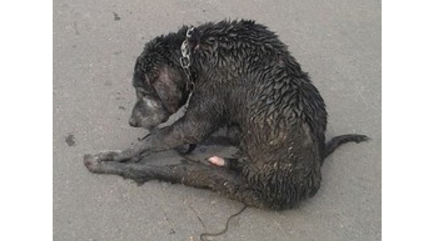 Demand animal police patrols in Tijuana, Mexico!