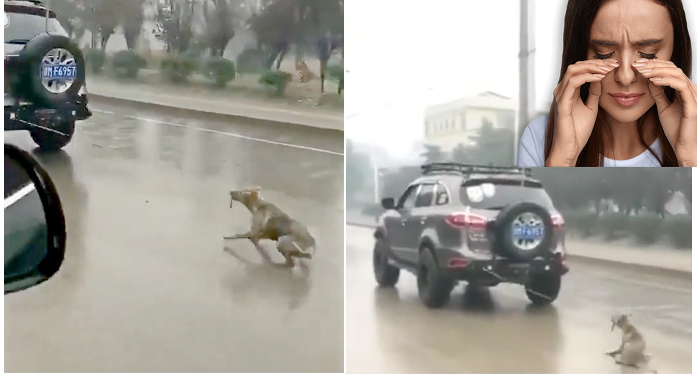 China â€“ Justice For Dog Dragged Behind SUV At High Speed!