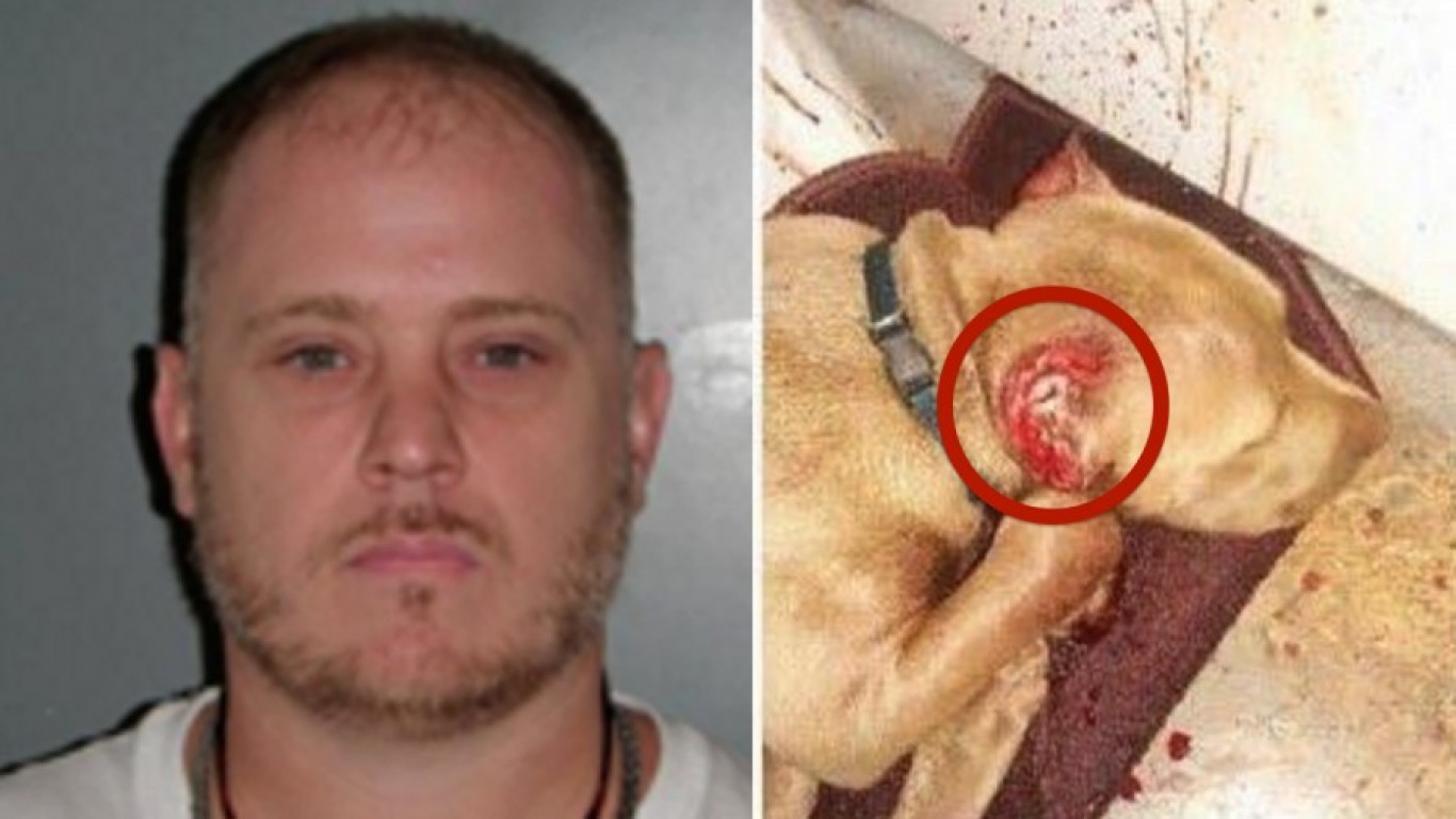 Support the maximum penalty for owner who cut dog's ears off with scissors!