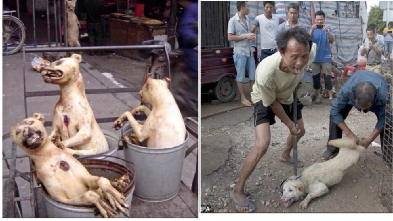 China: Cowards hit dogs in the head with bats and cook them!