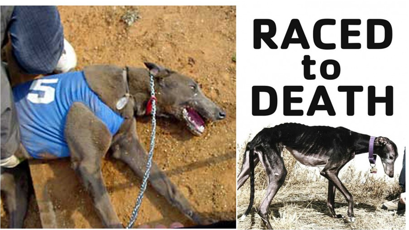 Stop abusing greyhounds â€“ they are forced to race until they die to entertain people!