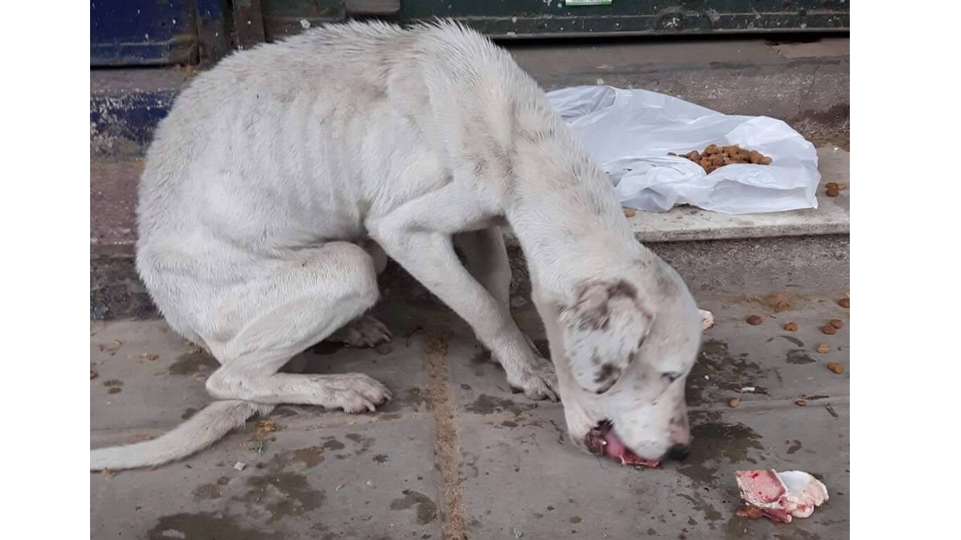 Help pregnant dog tossed on the streets and left to fend for herself!