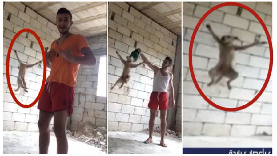 Lebanon: Man that hung his dog and filmed the scene receives no punishment. Support Animal Rights Now!