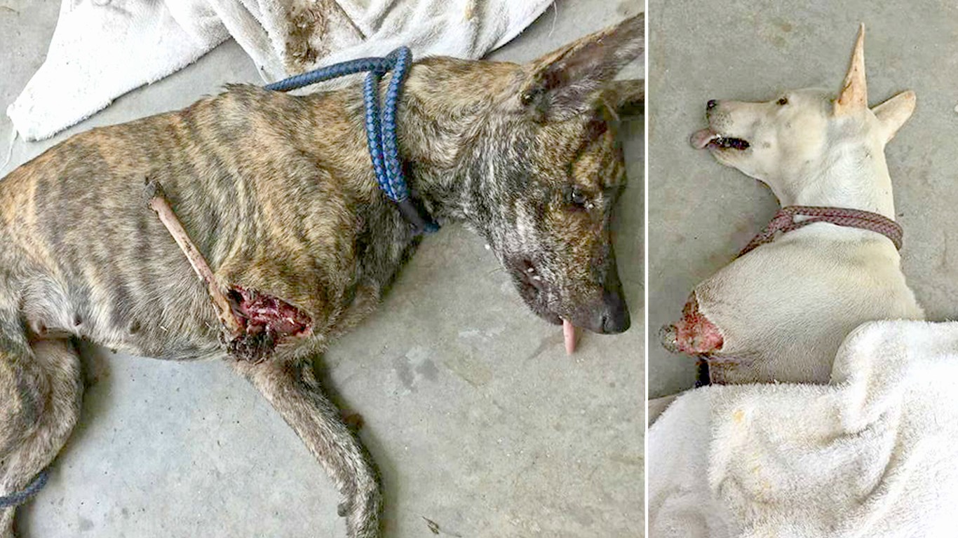 Justice for dogs that had their legs chopped off by cruel thugs!