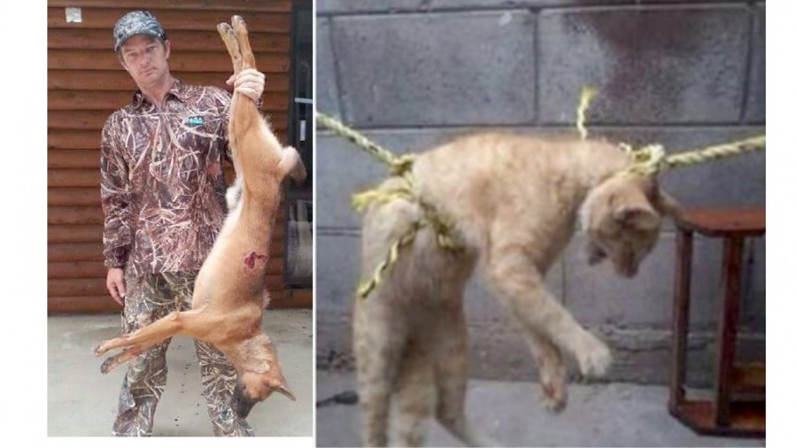Stop cruel people from hunting cats and dogs and publishing photos online!