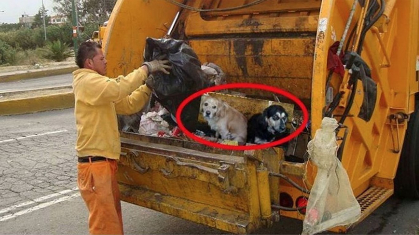 Justice for Hachi and Pancho, dogs tossed in the garbage truck by their owner!