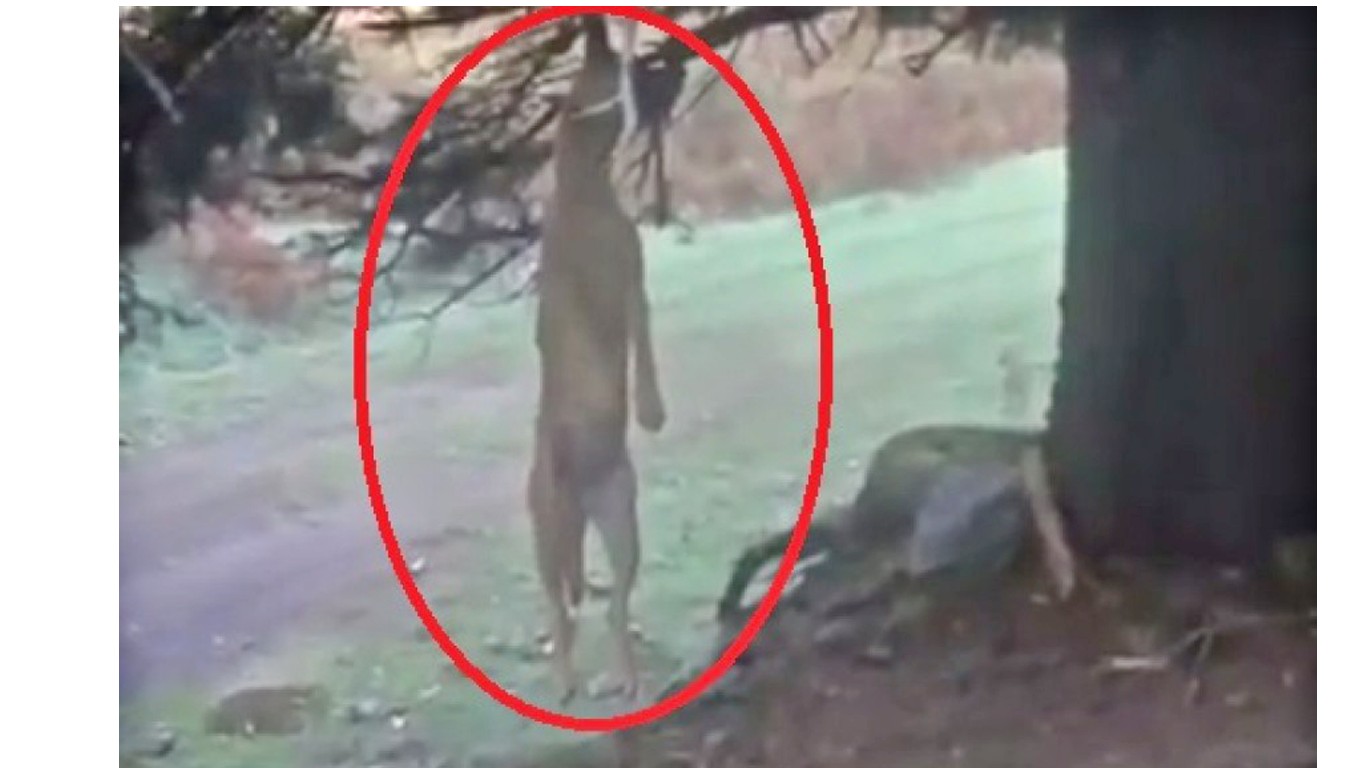 Justice for helpless dog hung from tree!