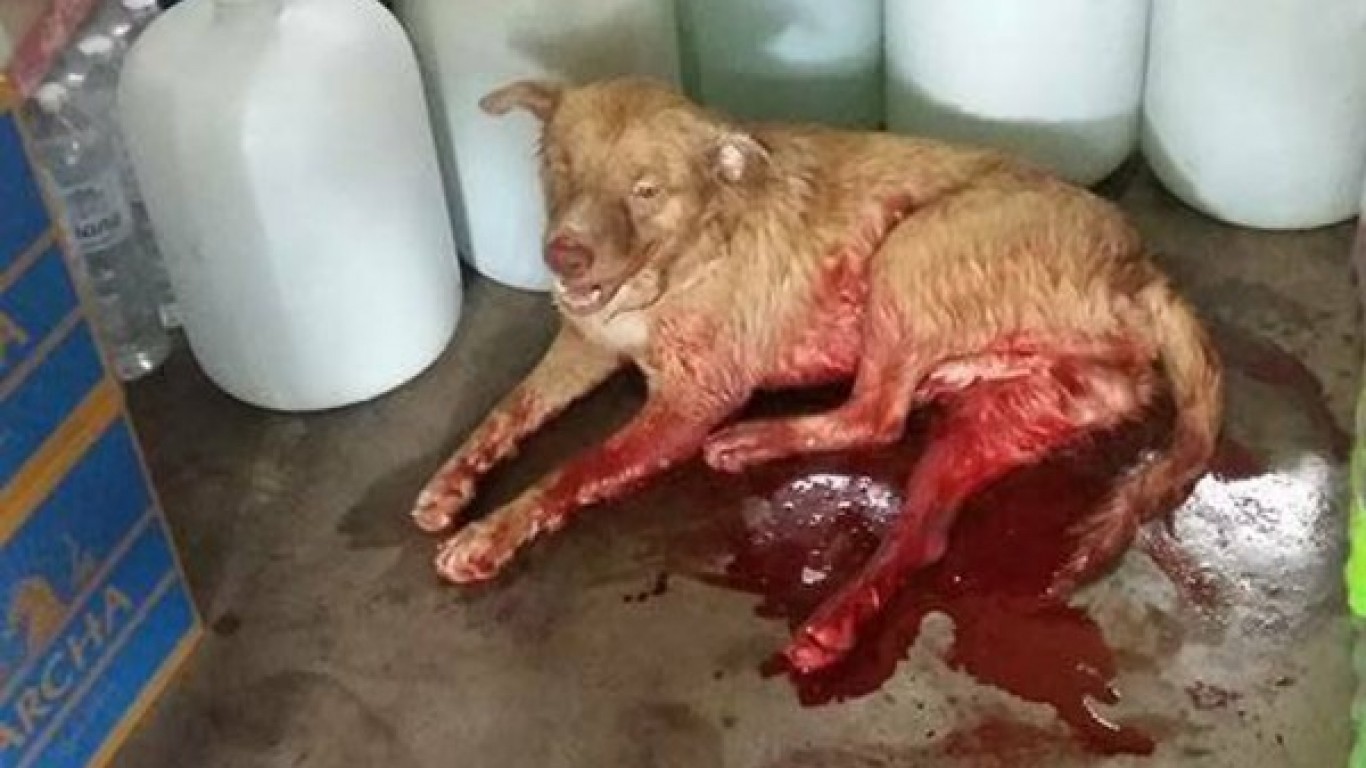 Justice for blind dog hit by car and left in a pool of blood!