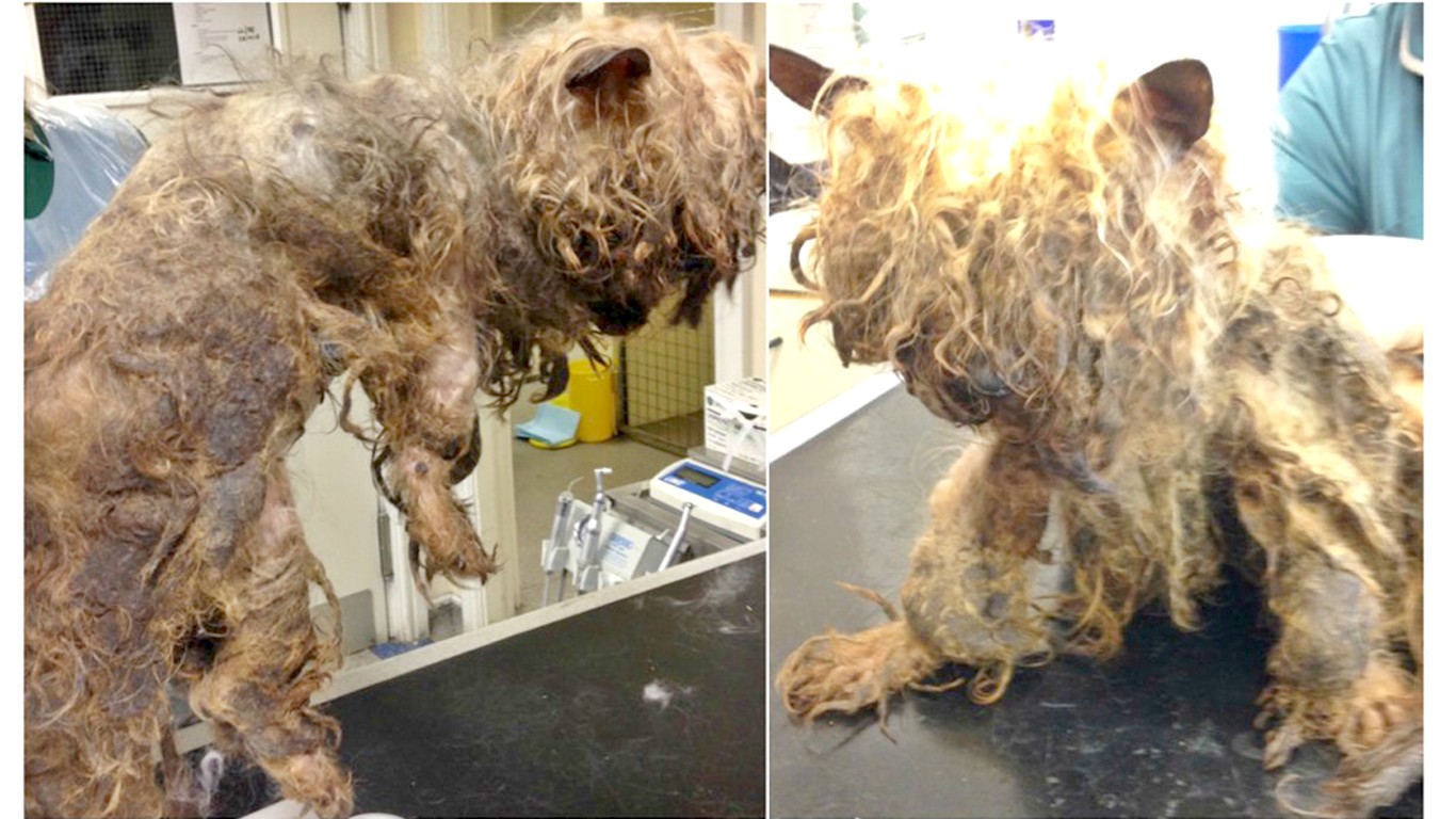 Support Justice For Philip â€“ dog that was so hungry he tried to eat his fur!