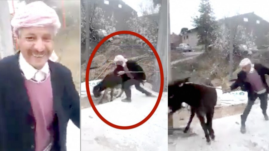 Shepherd that repeatedly hit donkey with stick must be brought to justice!