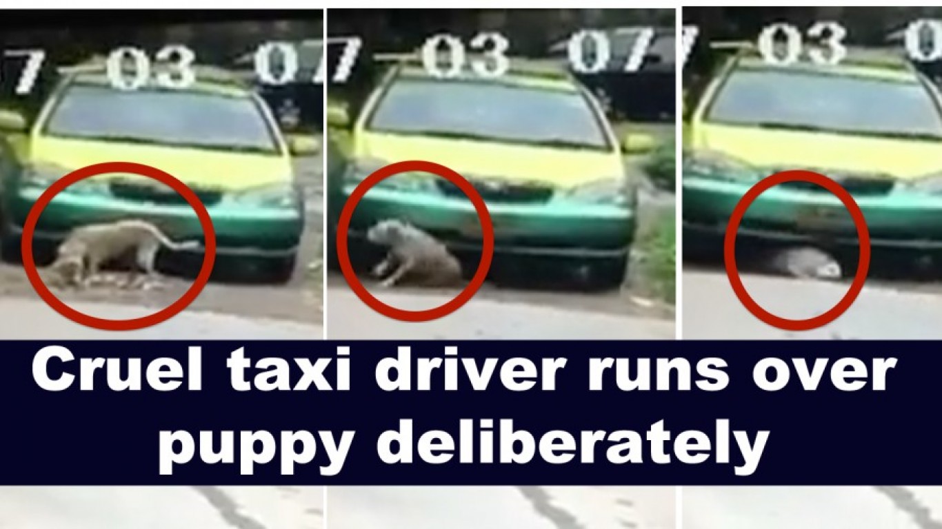 Fire taxi driver that ran over harmless puppy on purpose!