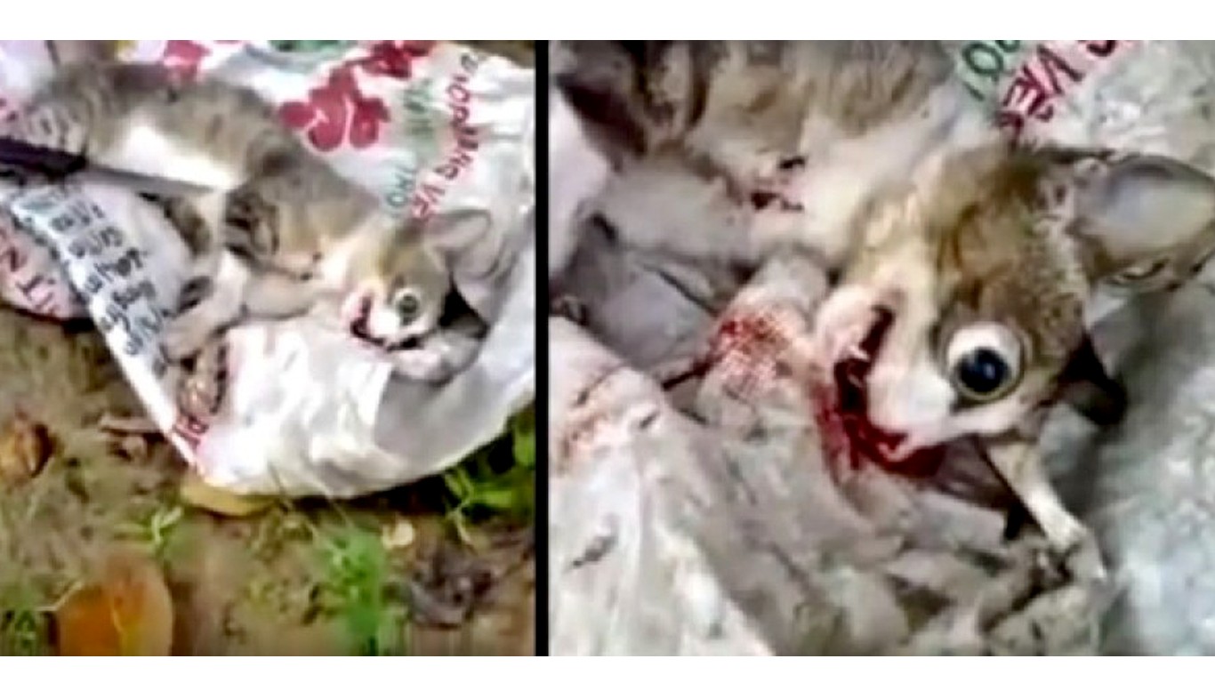 Justice for cat cooked by laughing monsters from Vietnam!