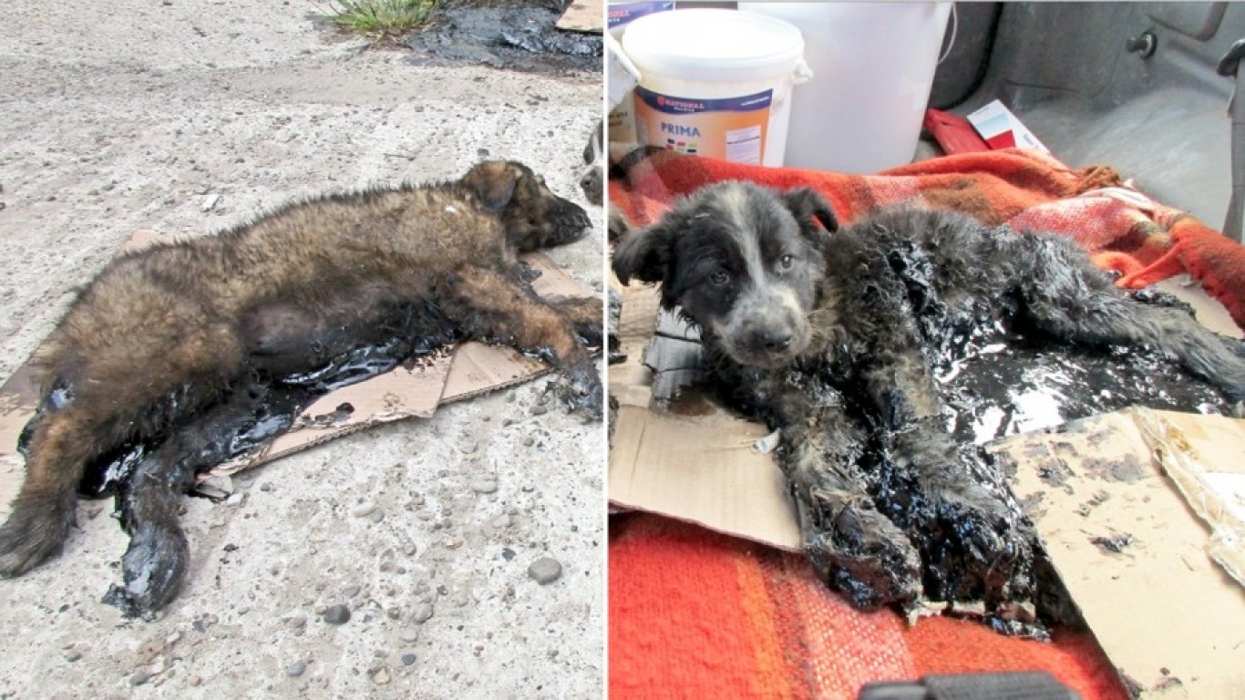 Punish city workers that poured hot tar over two dogs for fun!