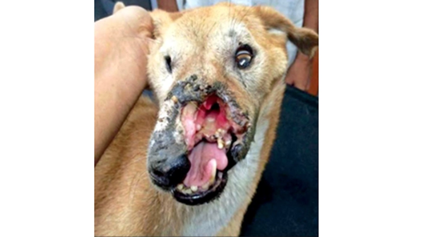 Justice for Hope â€“ cruel people attack her with acid and set off fireworks in her mouth!