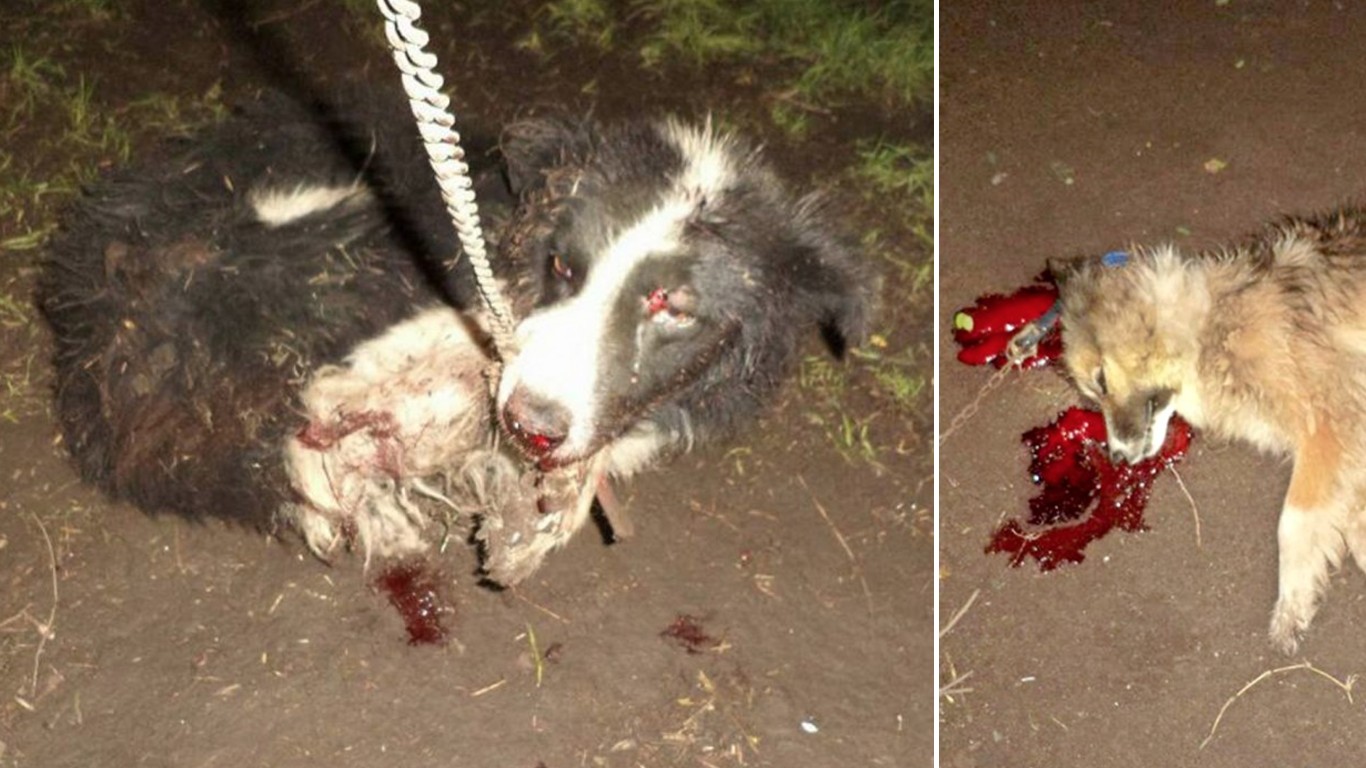 Punish monster that attacked 3 dogs with axe and left them in a pool of blood!