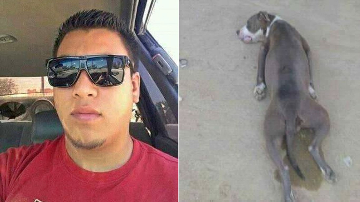 Punish coward that beat pit bull mother dog with baseball bat!