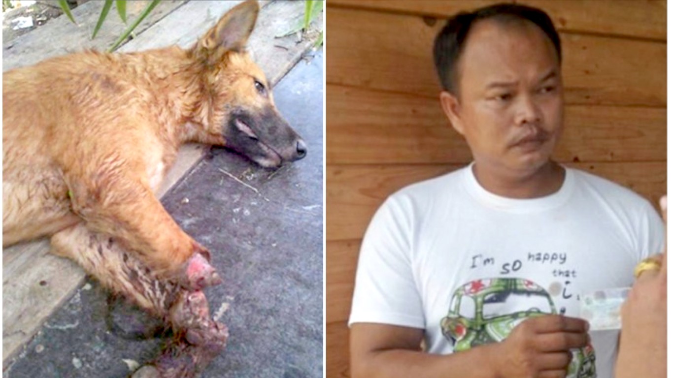 Justice For Cola â€“ Demand prosecution for man that cut off dogâ€™s paws in fit of rage!