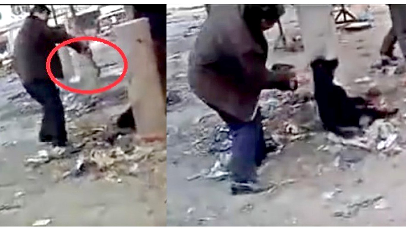 China: Cowards beat dog with hammer in broad daylight! We need your help!