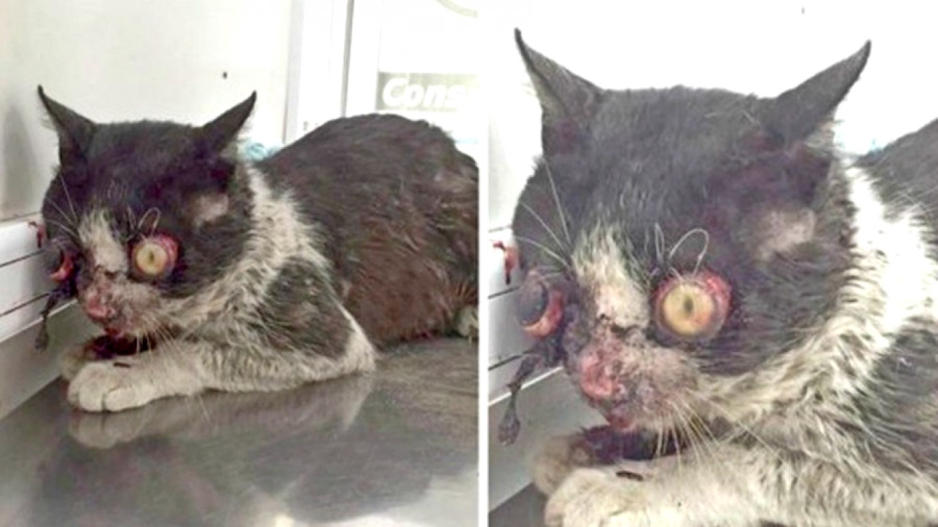 Kitten that has both eyes poked out by cruel thugs gets no justice!