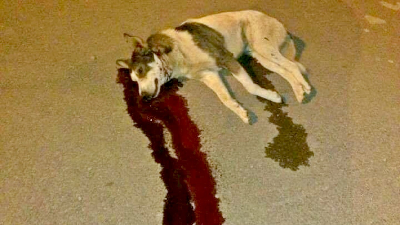 Mohammed VI, King of Morocco: STOP the systematic massacres of stray dogs in Morocco!