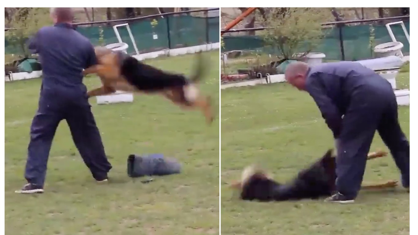 Revoke license of trainer filmed beating German Shepherd dog during learning session!