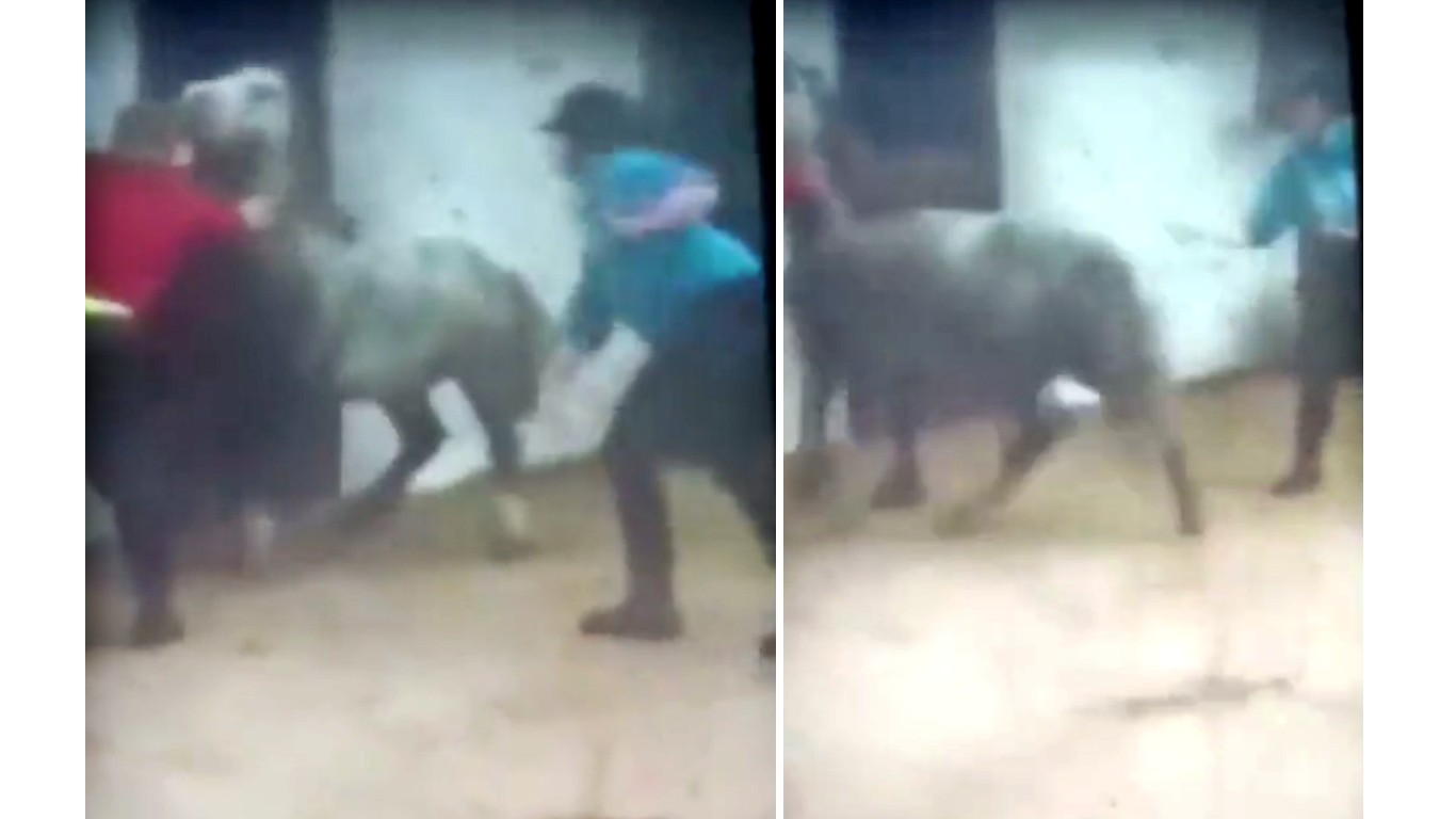 Punish British woman that beat up defenseless pony!