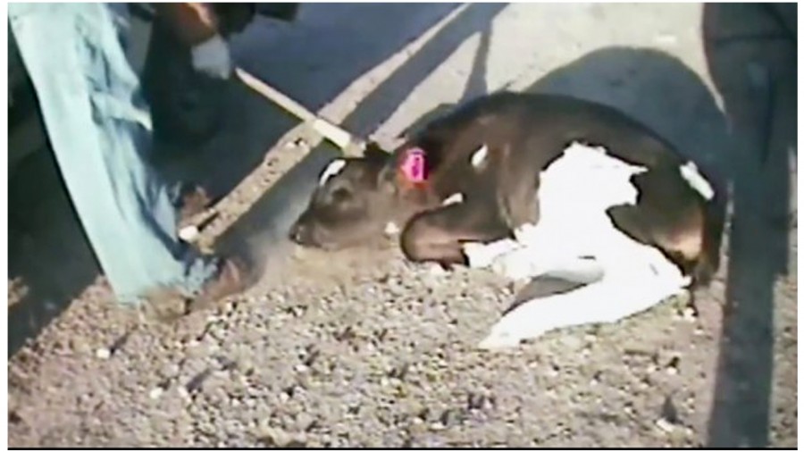 Help stop the cruelty in the US dairy industry!