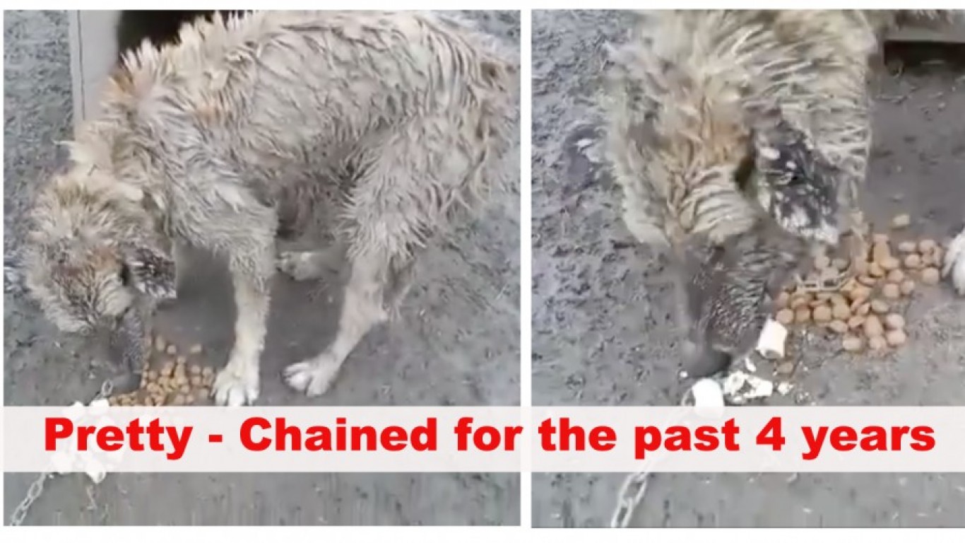 Justice For Pretty â€“ tied to a chain for the past 4 years!