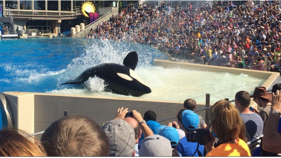 Petition: British Airways: Immediately cease collaboration with SeaWorld!