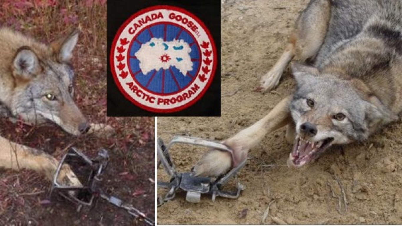 Ask Canada Goose to stop using real fur in their collections!