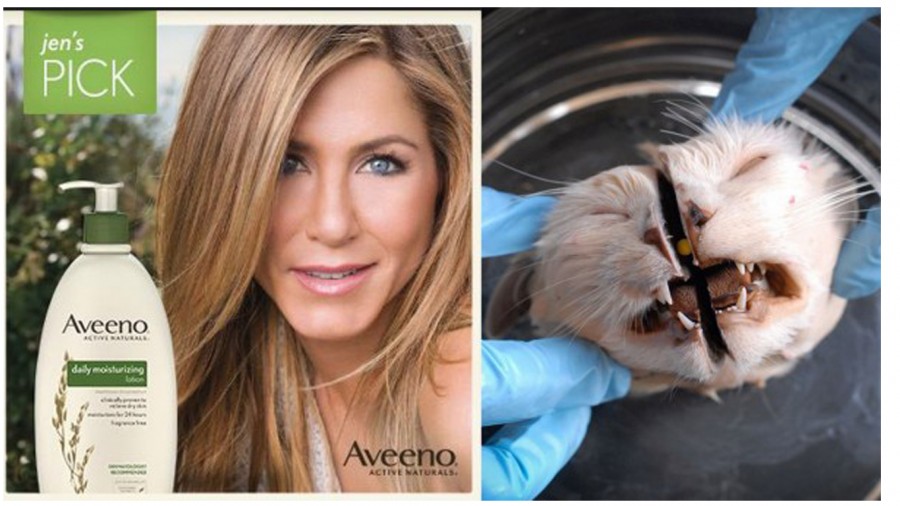 Ask Jennifer Aniston to stop advertising with companies that test on animals!