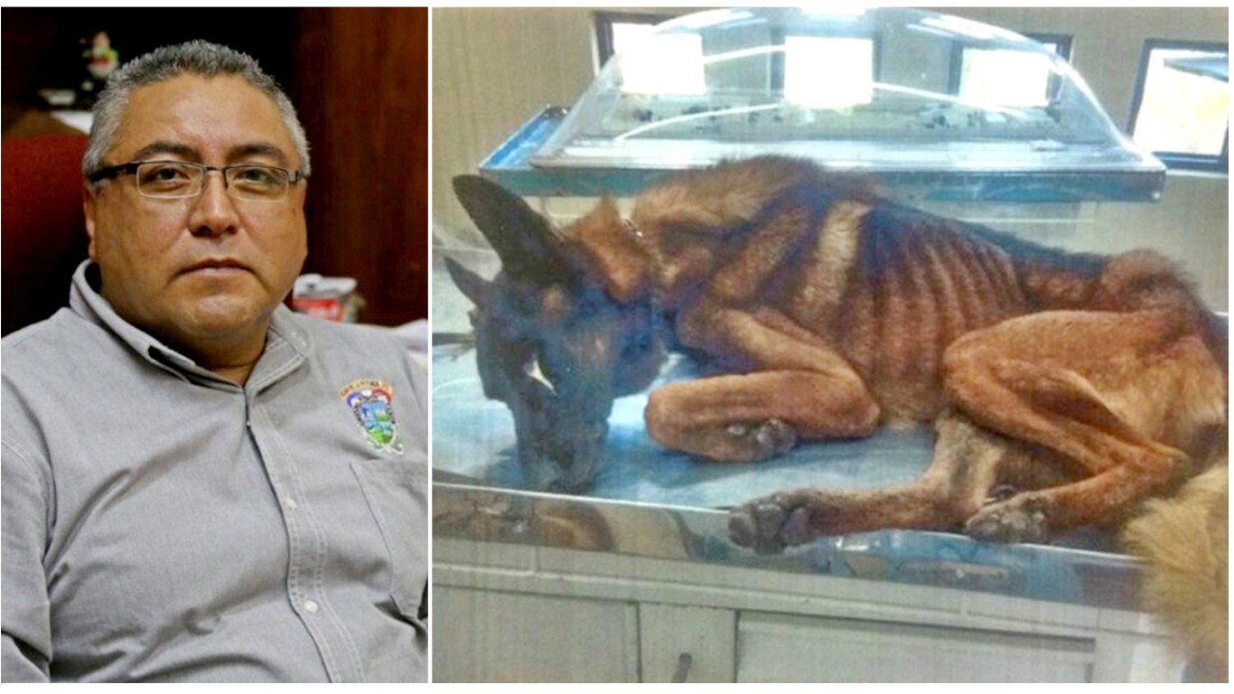 Punish city treasurer who left all police dogs to starve because feeding them would cost too much!