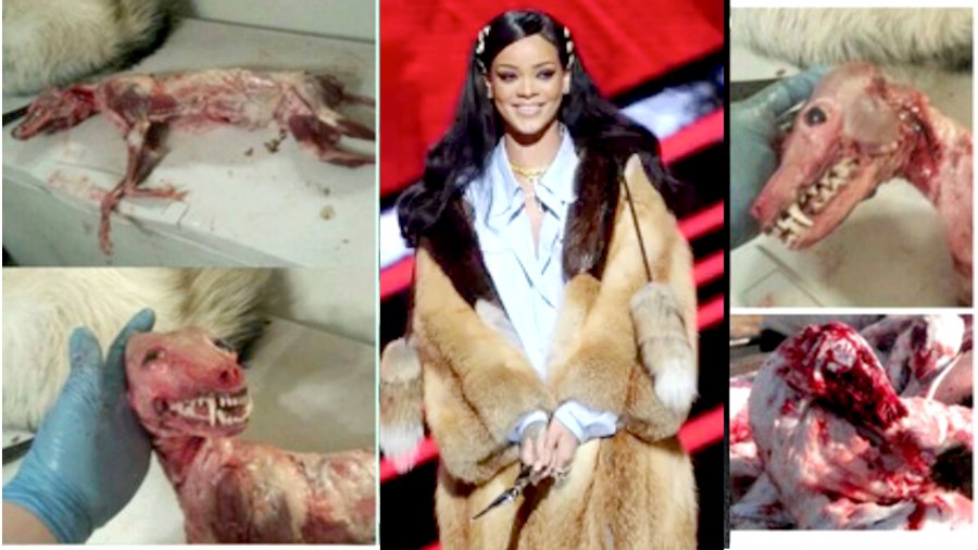 Tell Rihanna to end animal suffering and stop wearing fur!