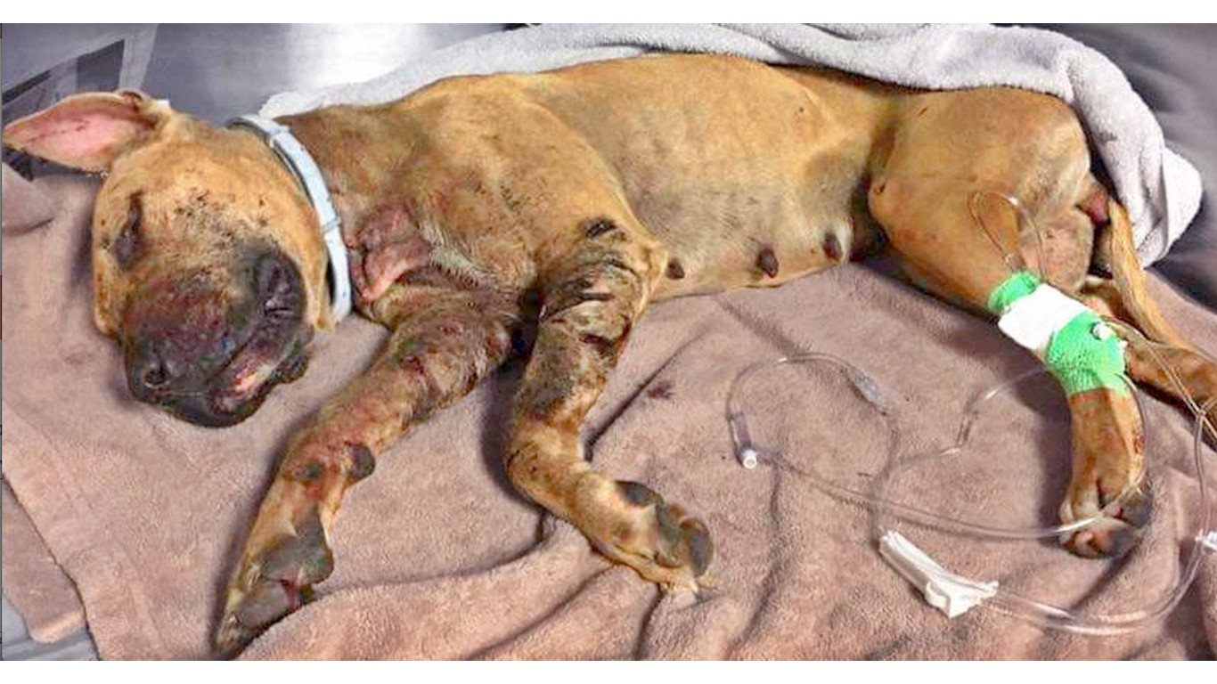 Justice For Miracle â€“ Florida dog used as bait for fights, dumped when no longer needed!